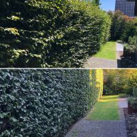 Gartenpflege Gartenarbeit Hecke schneiden Nordrhein-Westfalen - Rheda-Wiedenbrück Vorschau