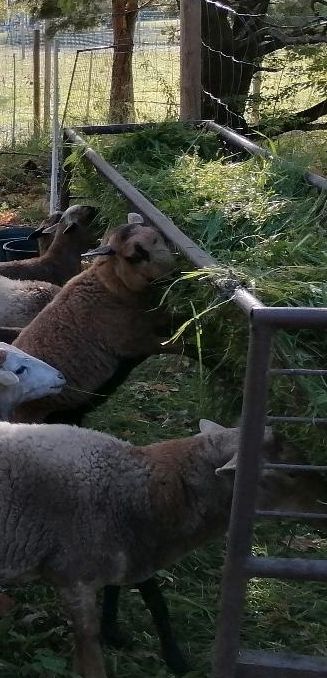 Stahlraufe Schafe /Ziegen in Zahna-Elster
