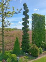 Lebensbaum Thuja, ca. 3,80 cm Höhe, gedreht, Formgehölz Niedersachsen - Bakum Vorschau