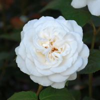 Edelrose Annapurna 30-60cm Niedersachsen - Bad Zwischenahn Vorschau