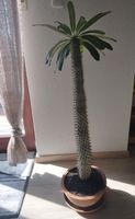 Madagaskarpalme 80cm hoch (mit topf 100cm) Nordrhein-Westfalen - Werdohl Vorschau