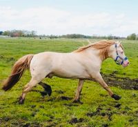 Perlino Welsh D Cob Deckhengst sucht Pflegebeteiligung!⭐️ Schleswig-Holstein - Itzehoe Vorschau