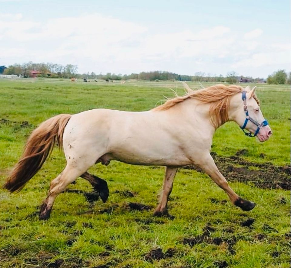 Perlino Welsh D Cob Deckhengst sucht Pflegebeteiligung!⭐️ in Itzehoe