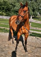 Quarter Horse Wallach brav angeritten Freizeitpferd Bayern - Mamming Vorschau