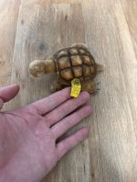 Steiff Schildkröte 2310.00 Nordrhein-Westfalen - Mettmann Vorschau