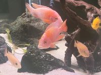 Malawi Aulonocara Firefish Pink Red Pearl ,,,LETZTE 4 STUCK Baden-Württemberg - Wellendingen Vorschau