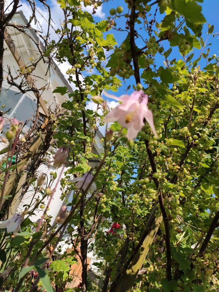 Akelei bienenfreundlich lila rosa himbeerrot in Weitramsdorf