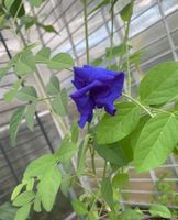 Butterfly Pea Flower Schmetterlingserbse blaue Klitorie Anchan Brandenburg - Frankfurt (Oder) Vorschau