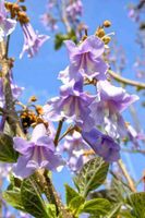 ⭐ Blauglockenbaum Paulownia tomentosa Kaiserbaum Samen Sachsen - Obergurig Vorschau