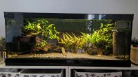 Aquarium 100x40x40 LED Komplett Set Baden-Württemberg - Reutlingen Vorschau