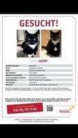 Kater Lucky vermisst Bochum - Bochum-Südwest Vorschau