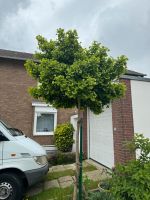 Ginkgo Baum - 2,5m Hoch - zum Verkauf Nordrhein-Westfalen - Bergheim Vorschau