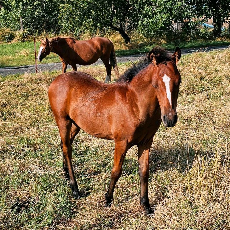 Hengstjährling,Pinto in Erfurt