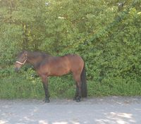 Quarter Horse Wallach, Pleasure/ Allround 5 Jahre Hessen - Idstein Vorschau