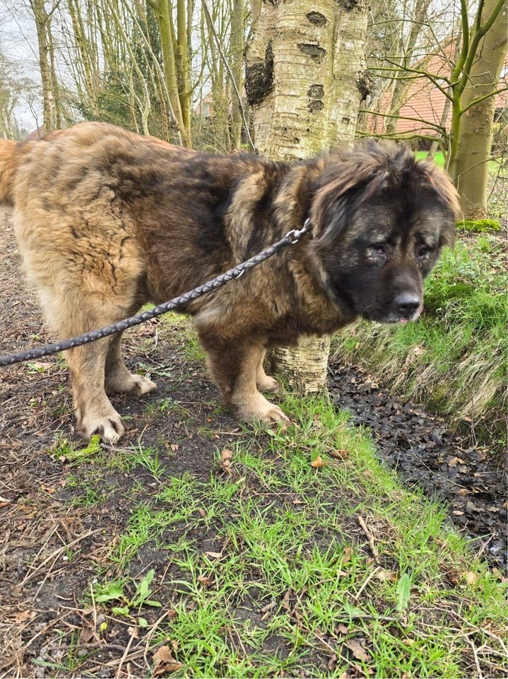 Verschmuster Teddybär LAIKA aus dem Tierschutz in Südbrookmerland