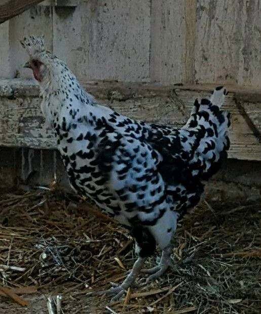 Bio EIER von glücklichen Hühnern Boden Freiland Streichel-haltung in Rudelzhausen