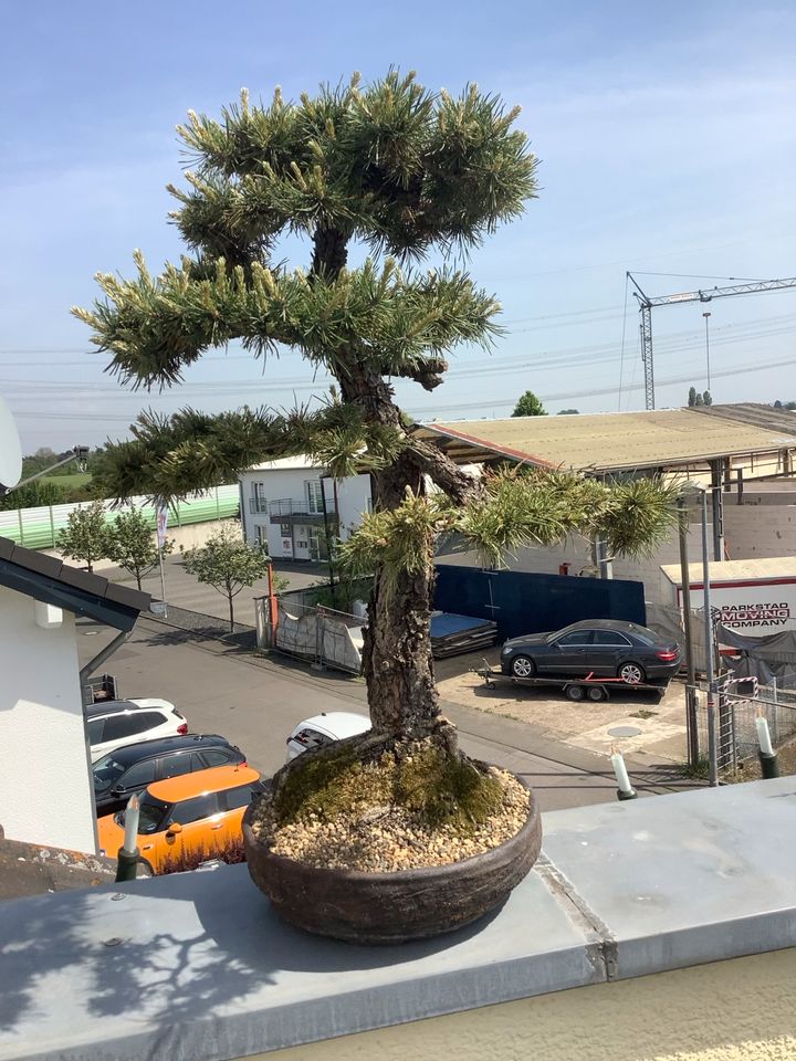 Heute 499,- Bonsai Pinus Sylvestris Kiefer Waldkiefer in Alfter