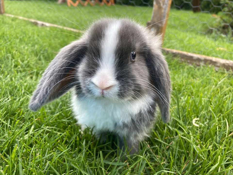 Zwergwidder Kaninchen Baby in Arnstadt