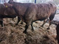 Charolais x Limousin Kuh Baden-Württemberg - Ulm Vorschau