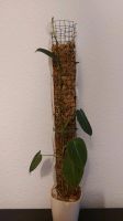 Philodendron Melanochrysum Sachsen - Markkleeberg Vorschau