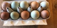 Eier von freilaufenden Hühnern Schleswig-Holstein - Schwartbuck Vorschau