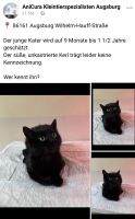 Katze gefunden Bayern - Augsburg Vorschau