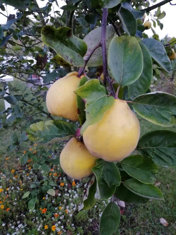 Kleingarten Schrebergarten Parzelle in Lübeck