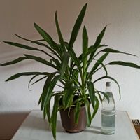 wunderschöne Yucca-Palme Palmlilie  -  70 cm hoch - 2 Stämme Baden-Württemberg - Albstadt Vorschau