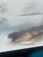 Gründling/ Biotopfische/ Besstz/ Gründlinge Niedersachsen - Visbek Vorschau