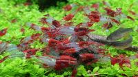 Garnelen / Neocaridina Red Rili Niedersachsen - Braunschweig Vorschau