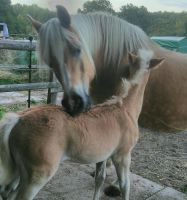 Stute Tirol Haflinger Zucht Staatsprämie Niedersachsen - Hanstedt Vorschau