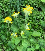 echte Schlüsselblume 3 Stück Sachsen-Anhalt - Magdeburg Vorschau