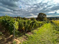 Naturnahes Wohnen inmitten der Radebeuler Weinberge Sachsen - Radebeul Vorschau