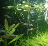 Endler Guppy Nachwuchs Rostock - Südstadt Vorschau