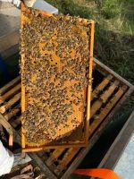 Bienenvölker Buckfast auf 2 zargen Zander zu verkaufen Bayern - Neufraunhofen Vorschau
