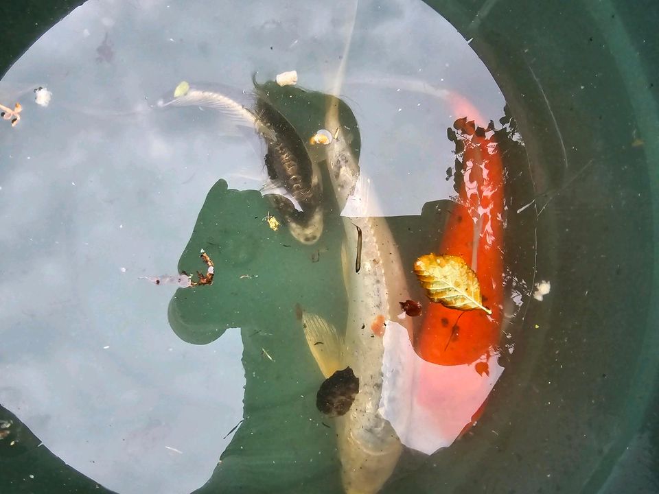 Fische und kois abzugeben Goldfische in Reinstedt
