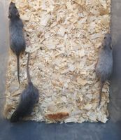 3 Silvermane Ratten Mädchen Bayern - Mellrichstadt Vorschau