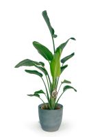 2 Strelitzia nicolai pro Topf Baumstrelitzie 90-130cm Strelitzie Nordrhein-Westfalen - Nordkirchen Vorschau