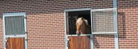 Stalltür Dreh-Kippfenster Boxenaußentür Außentür Pferdebox Neumünster - Tasdorf Vorschau