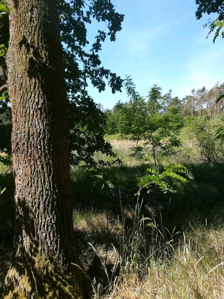 Waldgrundstück, Forstfläche, Waldstück, Feuchtbiotop,6,1 ha in Havelsee