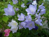 Glockenblume blaue Pfirsichblättrige Campanula persicifolia Hessen - Liebenau Vorschau