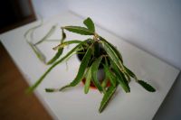 Pitaya Drachenfrucht Kaktus Pflanze Baden-Württemberg - Mannheim Vorschau