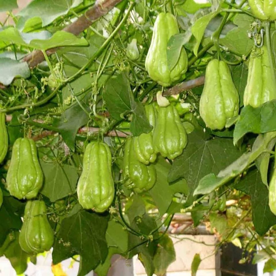 Chayote Gemüse hochrankendes Kürbisgewächs Sichtschutz Sechium in Nürnberg (Mittelfr)