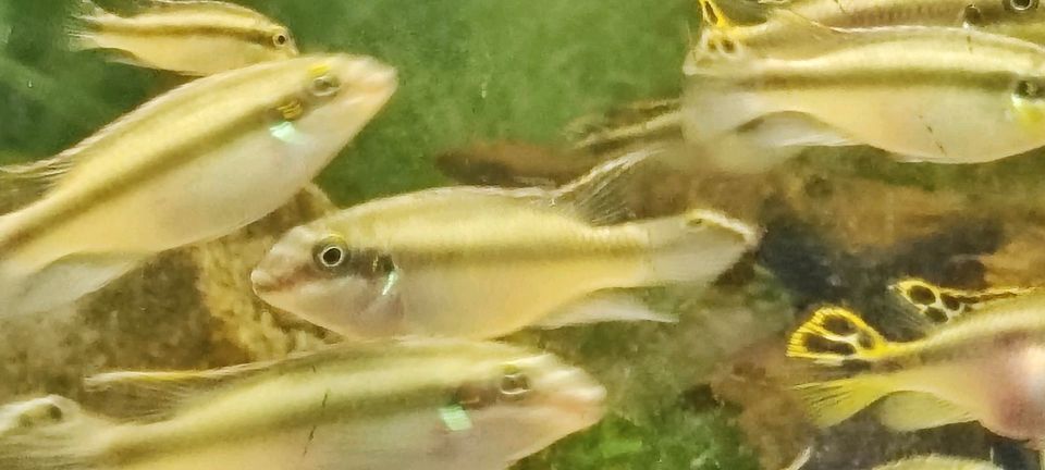 Purpur Prachtbarsch Königscichlide Aquarienfische Zierfische in Ilsede