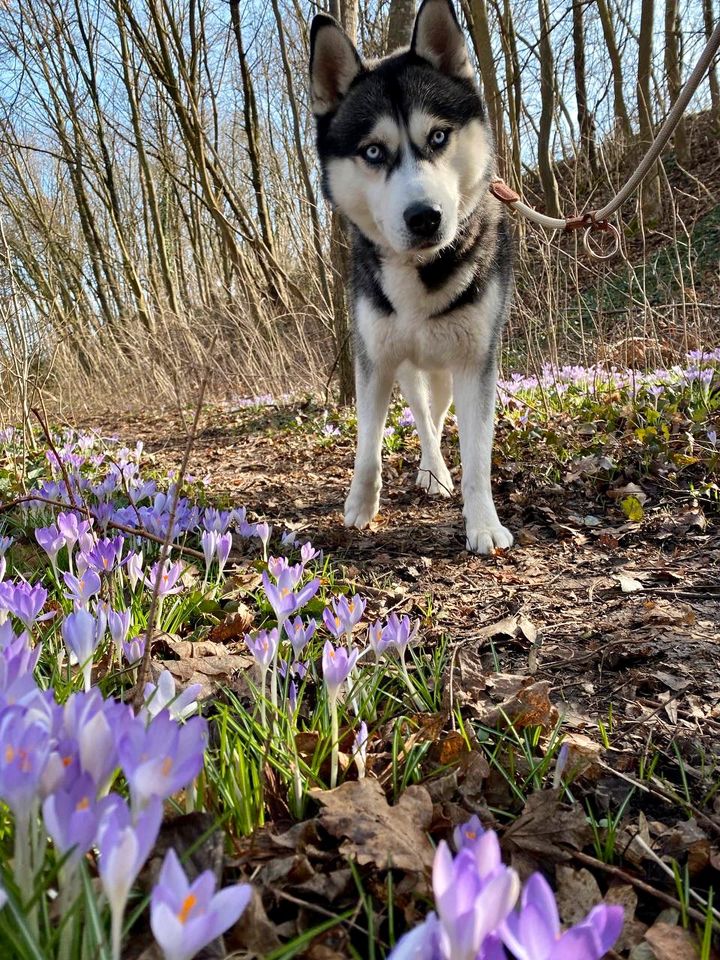 Husky sucht Zuhause für immer! in Augsburg