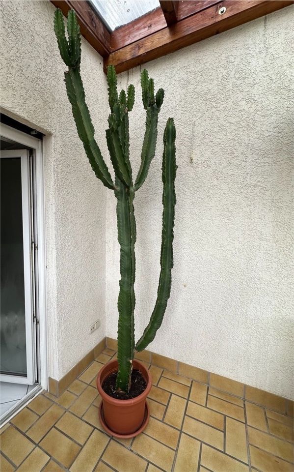 Säulenkaktus Euphorbia Ingens Wolfsmilch in Hockenheim