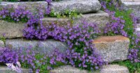 Hängepolster-Glockenblume -Campanula -  blau -winterhart Baden-Württemberg - Sachsenheim Vorschau