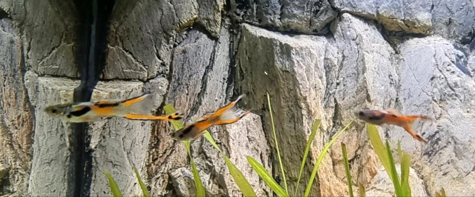 Endler Guppy Flametail Weibchen oder auch paarweise in Nidda