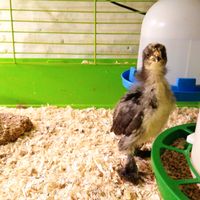 Küken Breda schwarz-weiß und schwarz groß seltene Hühner Nordrhein-Westfalen - Gelsenkirchen Vorschau