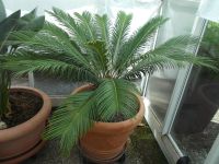 Palmfarn - Sagopalme - Cycas revoluta 115cm Hoch Nordrhein-Westfalen - Reichshof Vorschau